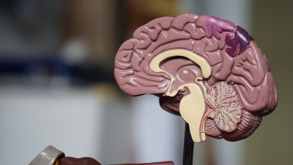 Autoimmune & Rheumatology