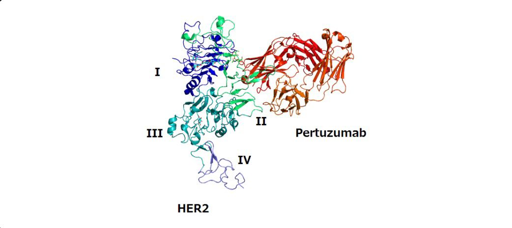 Pertuzumab